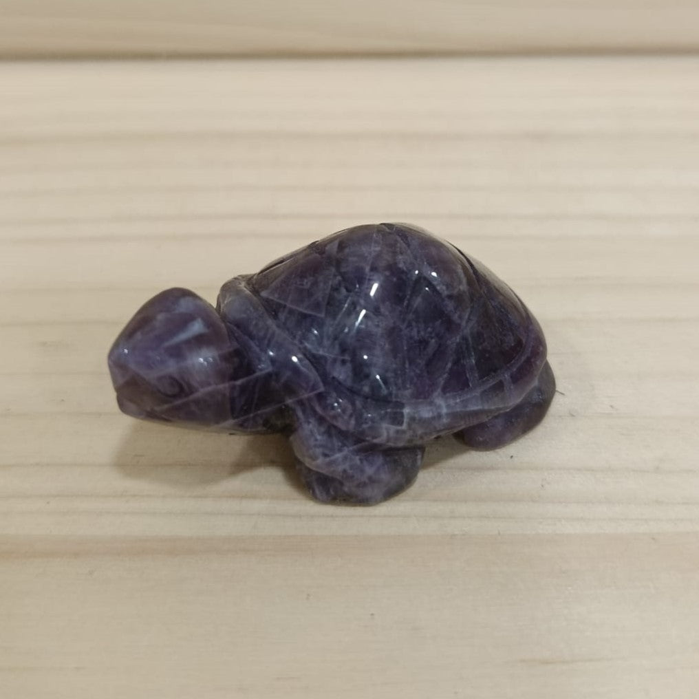 Tortuga variada