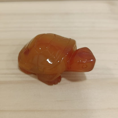 Tortuga variada