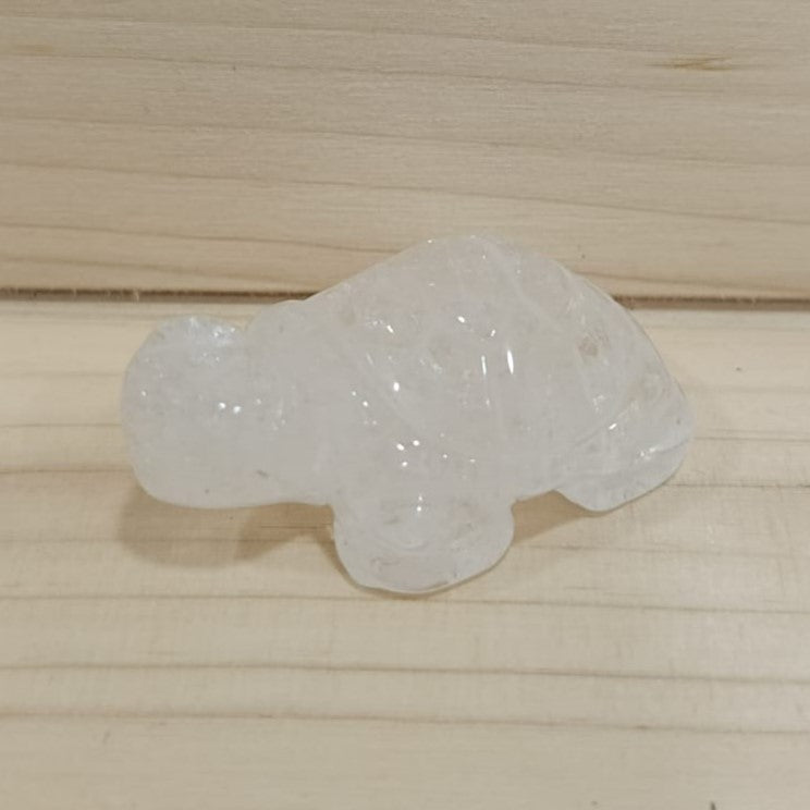 Tortuga variada